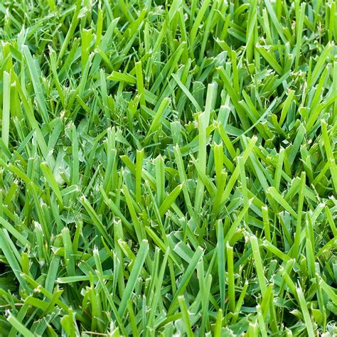 Sod grass for sale near me - 11 products in. Centipede Sod. Pickup Free Delivery Fast Delivery. Sort & Filter (1) Harmony Outdoor Brands. 500-sq ft Natural Centipede Sod Pallet. Find My Store. …
